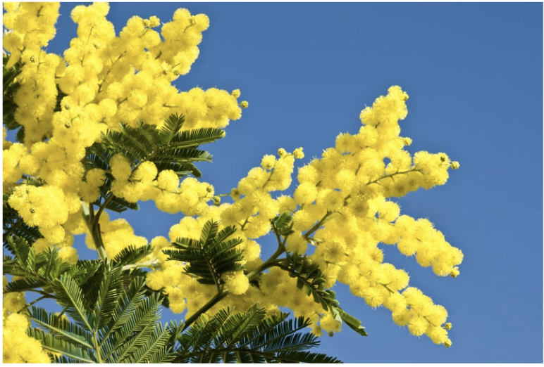  Mandelieu : Festa della Mimosa 